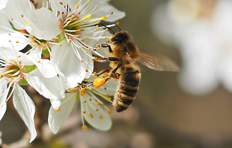 bee on white flower thumbnail