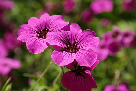 photo of purple petaled flower thumbnail