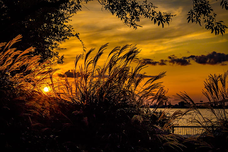 silhouette of grass near calm body of water under golden hour