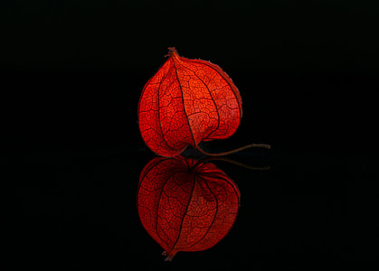 closeup photo of red 2-petaled flower thumbnail