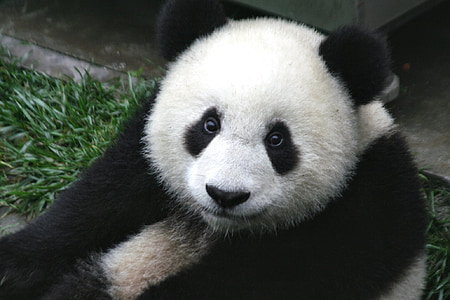 white and black panda thumbnail