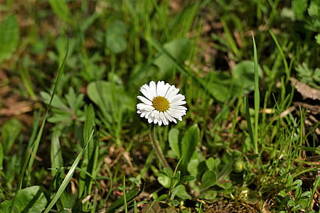 white daisy flower at daytime thumbnail
