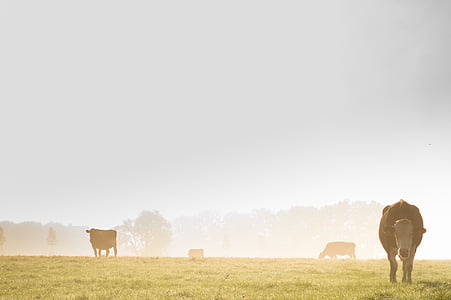 wildlife photography of brown cows on grass field thumbnail