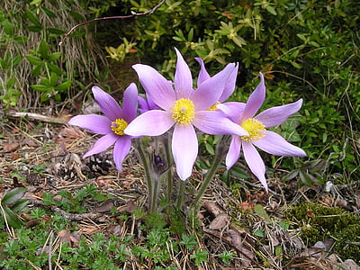 purple-and-yellow petaled flowers in bloom thumbnail