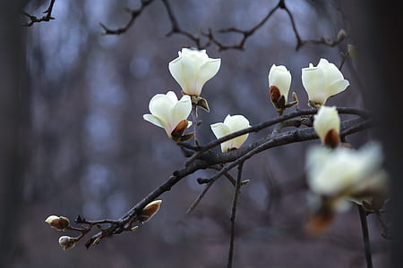 white Magnolia flower macro photography thumbnail