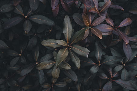 green leaf plant thumbnail