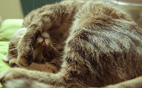 gray tabby kitten curling up on green textile thumbnail