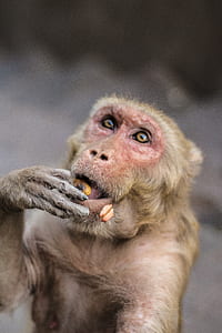 photo of brown monkey eating seed thumbnail