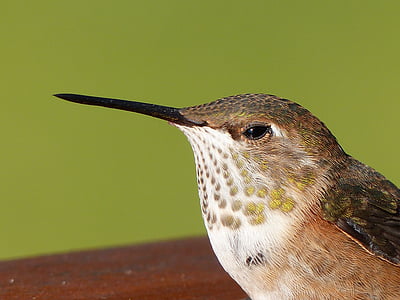 photo of long-beaked brown and gray small bird thumbnail