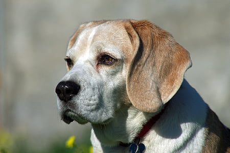 close-up photo of white and brown dog thumbnail