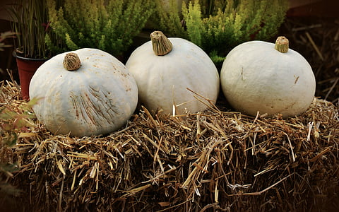 three squash vegetable on hay thumbnail