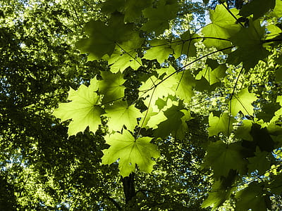 green leaves near green tree thumbnail