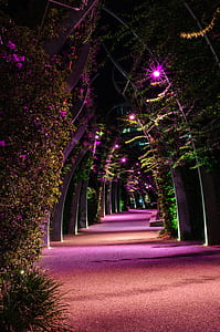 garden hallway during night thumbnail