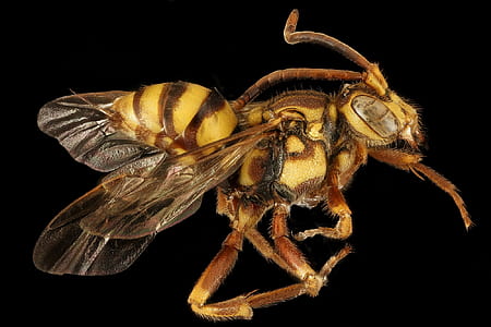 photography of yellow and black bee taxidermy thumbnail