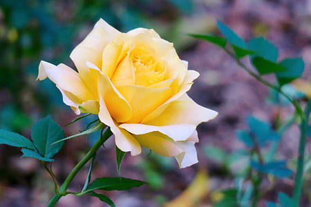 selective focus photography of yellow rose flower thumbnail
