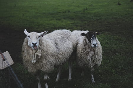 Two White Sheep Standing on Grass thumbnail