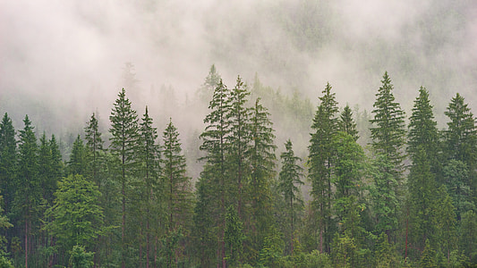 landscape photo of forest in midst of a mist thumbnail