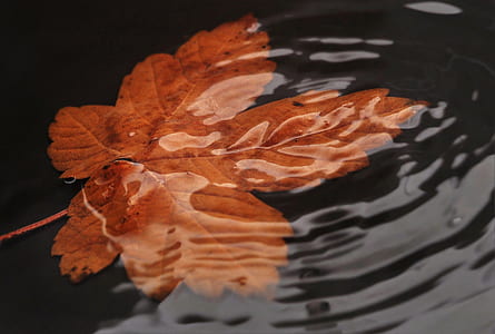 brown withered leaf floating on water thumbnail