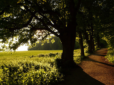 silhouette photography of green leaf trees thumbnail