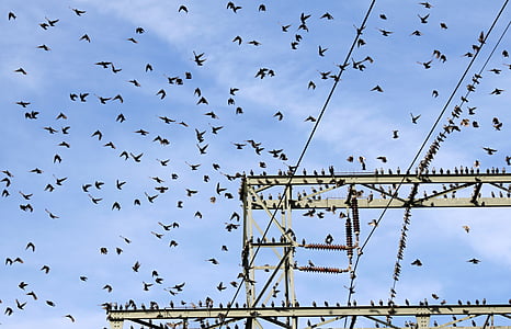 flock of black birds flying beside gray post thumbnail