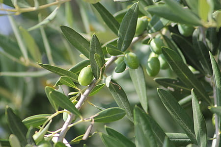 closeup photography of green fruit thumbnail