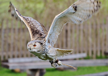 panning photography of barn owl thumbnail