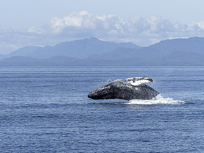 Humpback Whale, Natural Spectacle thumbnail