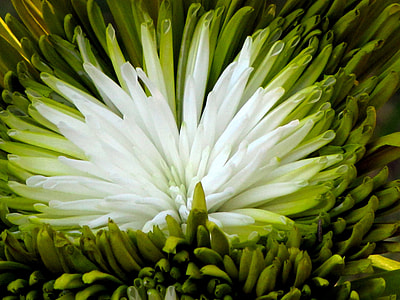 tilt shift lens photography of flower thumbnail
