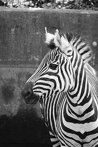 grayscale photo of zebra thumbnail