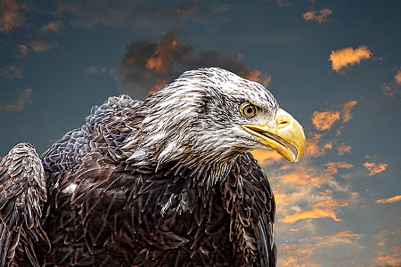 American bald eagle illustration thumbnail