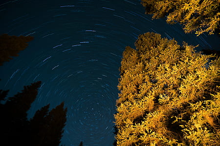 low angel view of trees thumbnail