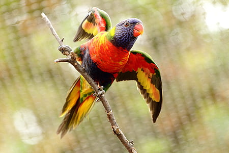red and multicolored bird on tree branch thumbnail