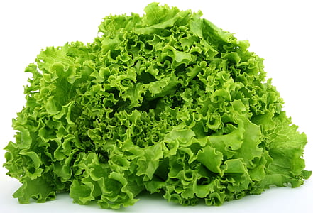 green lettuce thumbnail
