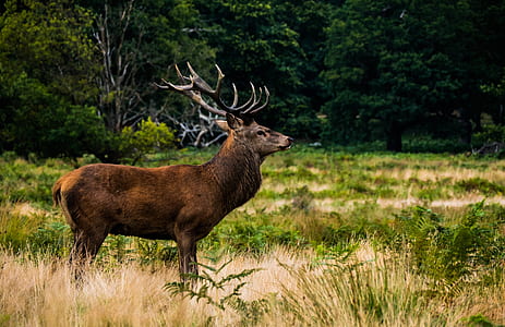 brown deer in the middle of grass field thumbnail