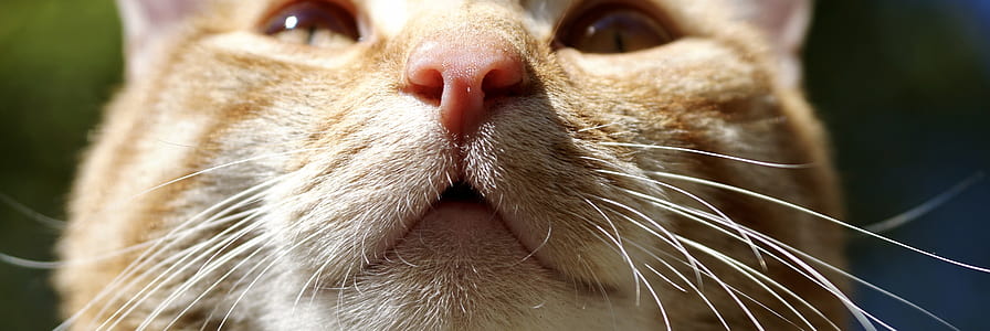 photo of orange tabby kitten thumbnail