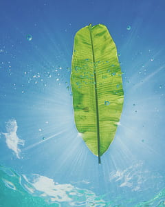 green banana leaf on water thumbnail
