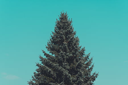 clear sky over green tree thumbnail