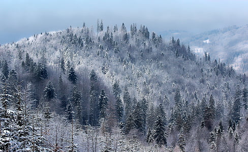 snow covered forest thumbnail