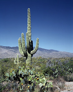 green cactus near mountain during daytime thumbnail