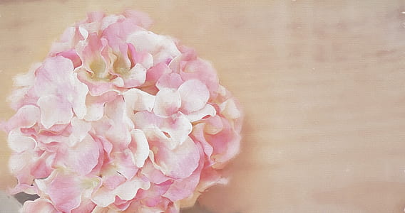 pink and white petaled flowers on beige surface thumbnail