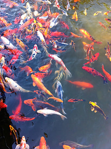 photo of school of koi fish thumbnail