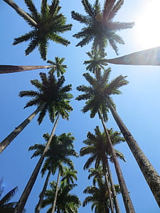 green palm trees thumbnail