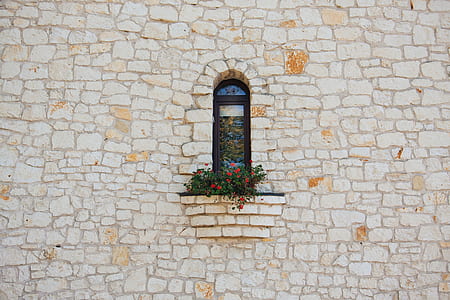 green plant with red flowers on white concrete wall thumbnail