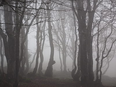 silhouette of tree with foggy weather at daytime thumbnail