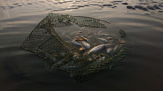 fish on fish net thumbnail
