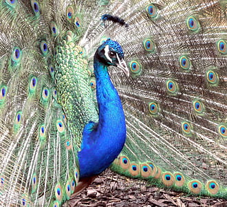 blue, gray, and green peacock thumbnail