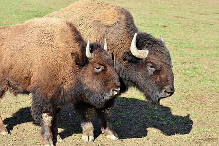 two brown cattle standing on grass at daytime thumbnail