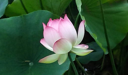 pink and white flower thumbnail