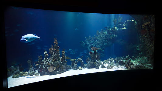 curved fish tank with fish thumbnail