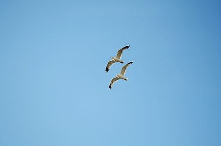 two white birds on air under blue sky during daytime thumbnail